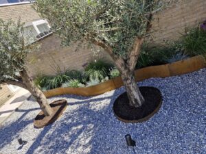 Verhoogde plantenbak met olijfbomen en grind in Zeewolde
